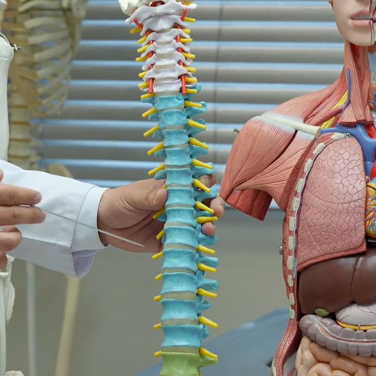 S&uuml;ňk ulgamy. Skeletiniň b&ouml;lnişi. G&ouml;wre skeleti. Oňurga s&uuml;t&uuml;niniň b&ouml;lekleri. Gapyrgalar we d&ouml;ş s&uuml;ňki. Adamyň skelet modelinde amaly sapak.